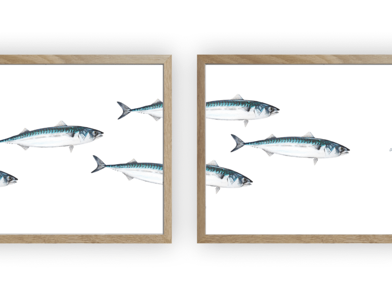 varek.illustrations - Triptyque Banc de Maquereau