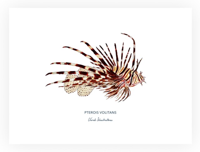 varek.illustrations - Affiche la Rascasse Volante