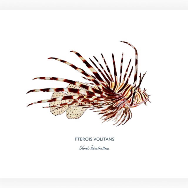 varek.illustrations - Affiche la Rascasse Volante