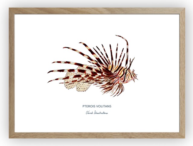 varek.illustrations - Affiche la Rascasse Volante