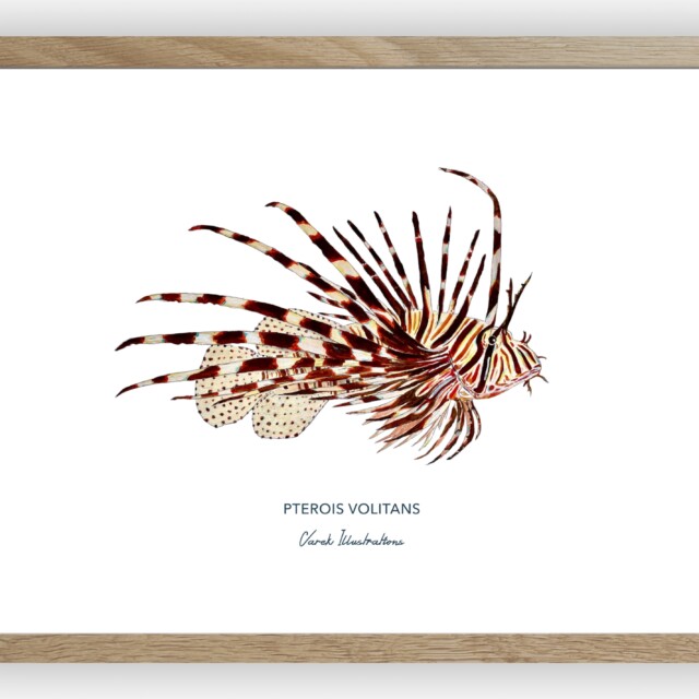 varek.illustrations - Affiche la Rascasse Volante