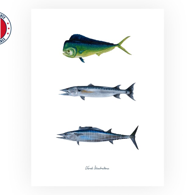 varek.illustrations - Affiche : Les Poissons Exotiques