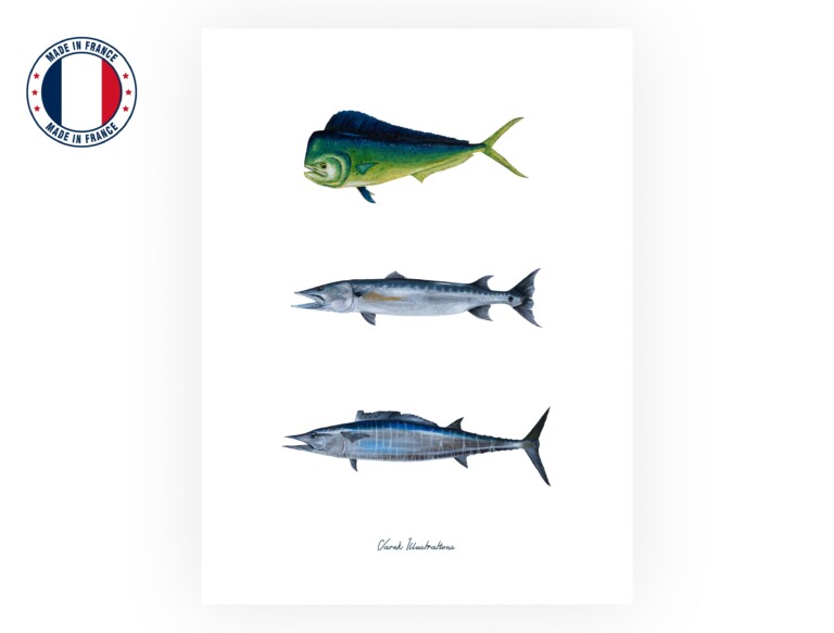 varek.illustrations - Affiche : Les Poissons Exotiques