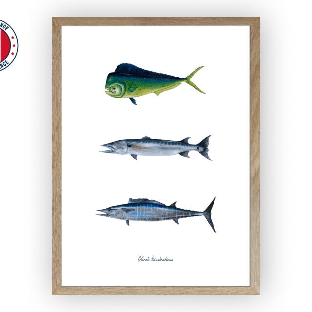 varek.illustrations - Affiche : Les Poissons Exotiques
