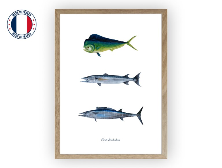 varek.illustrations - Affiche : Les Poissons Exotiques