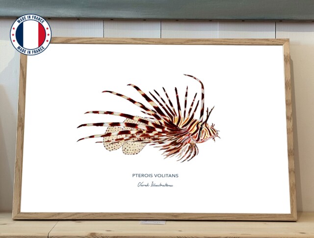 Varek Illustations - Affiche la Rascasse Volante