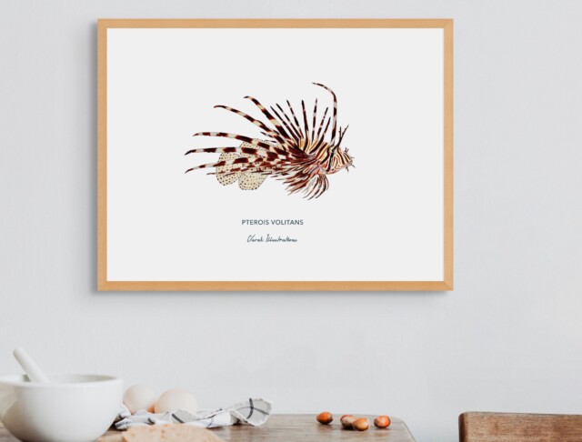 varek.illustrations - Affiche la Rascasse Volante