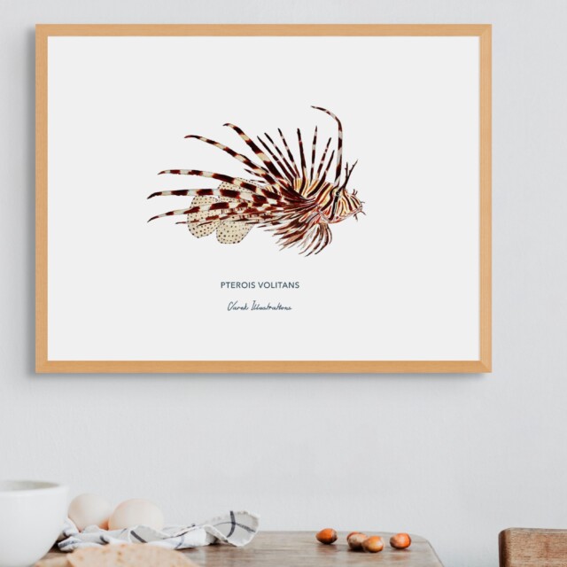 varek.illustrations - Affiche la Rascasse Volante