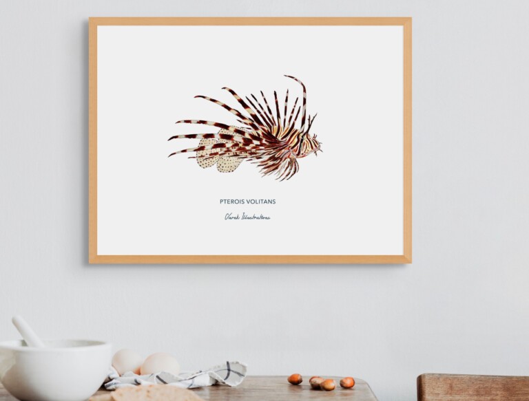 varek.illustrations - Affiche la Rascasse Volante
