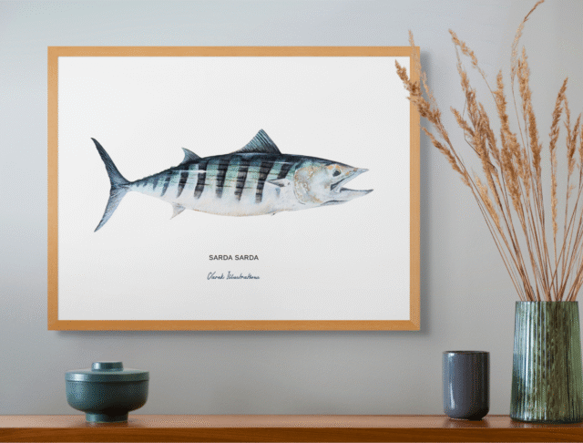 varek.illustrations - La Bonite à dos rayé