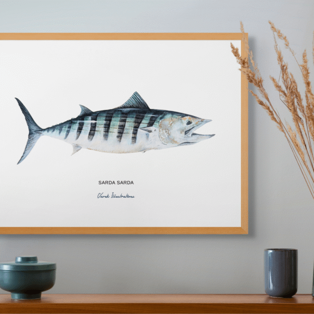 varek.illustrations - La Bonite à dos rayé