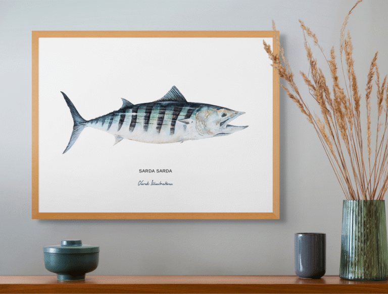 varek.illustrations - La Bonite à dos rayé