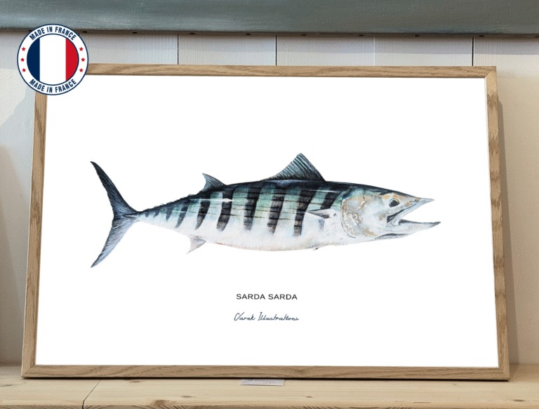 varek.illustrations - La Bonite à dos rayé