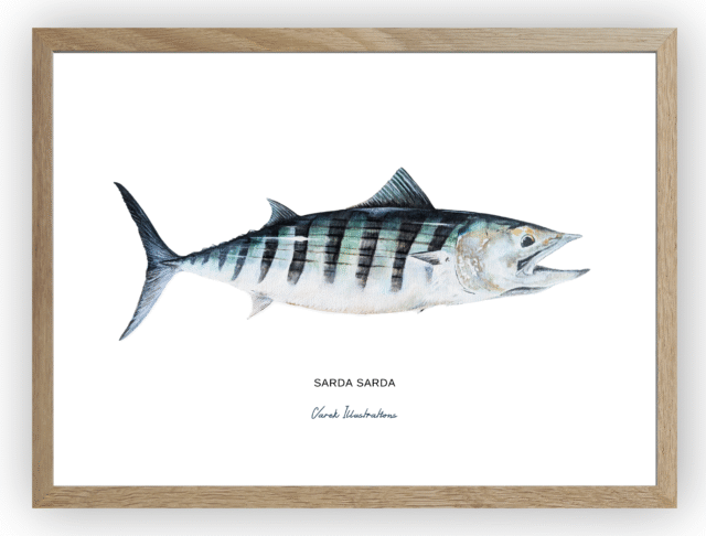 varek.illustrations - La Bonite à dos rayé