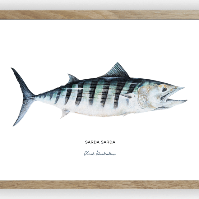 varek.illustrations - La Bonite à dos rayé