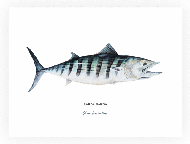 varek.illustrations - La Bonite à dos rayé