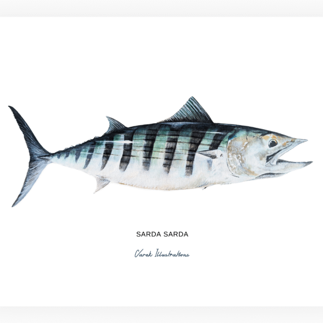 varek.illustrations - La Bonite à dos rayé