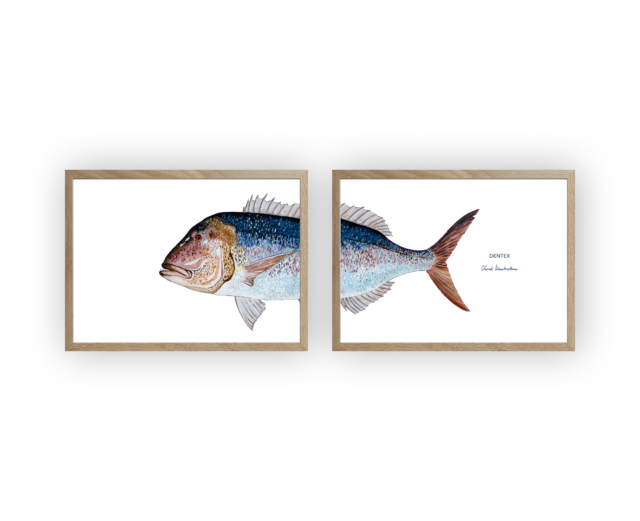 varek.illustrations - Diptyque Denti