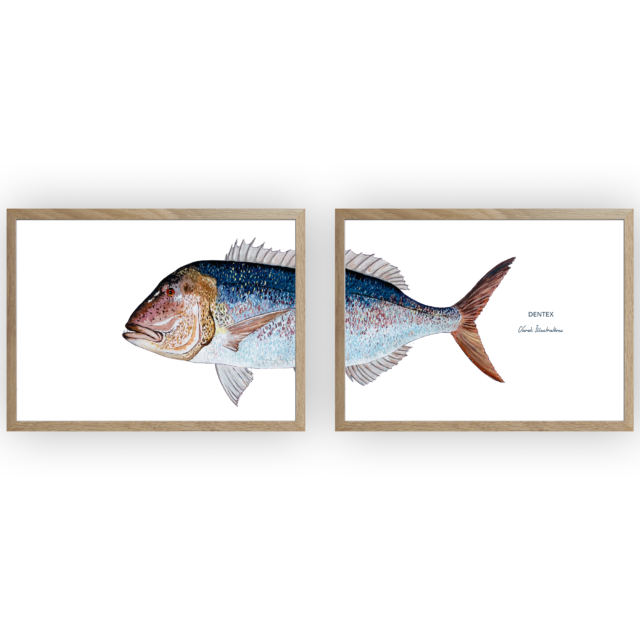 varek.illustrations - Diptyque Denti