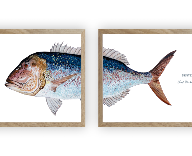 varek.illustrations - Diptyque Denti