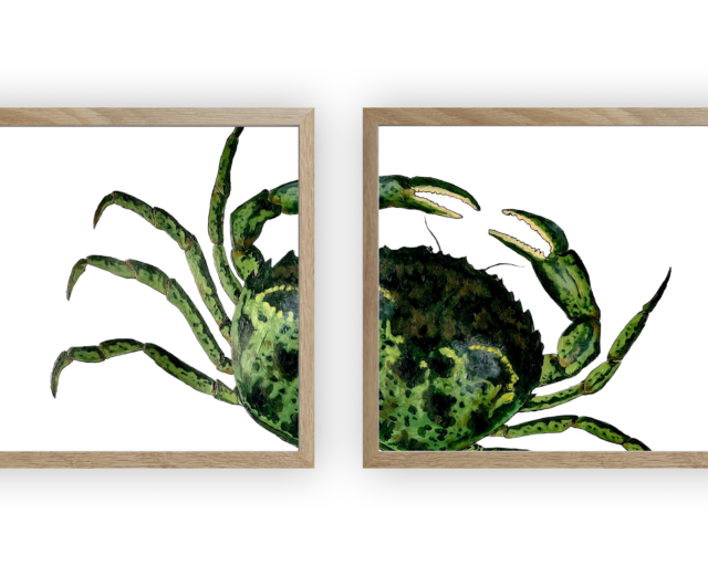 varek.illustrations - Diptyque Crabe vert