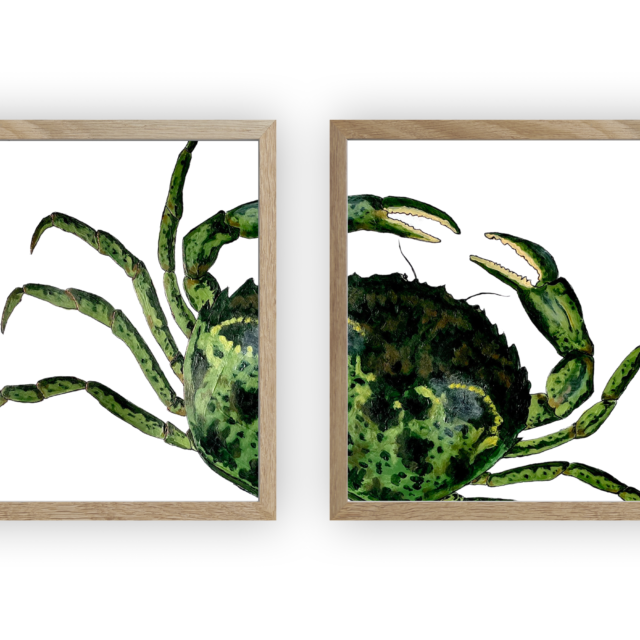varek.illustrations - Diptyque Crabe vert