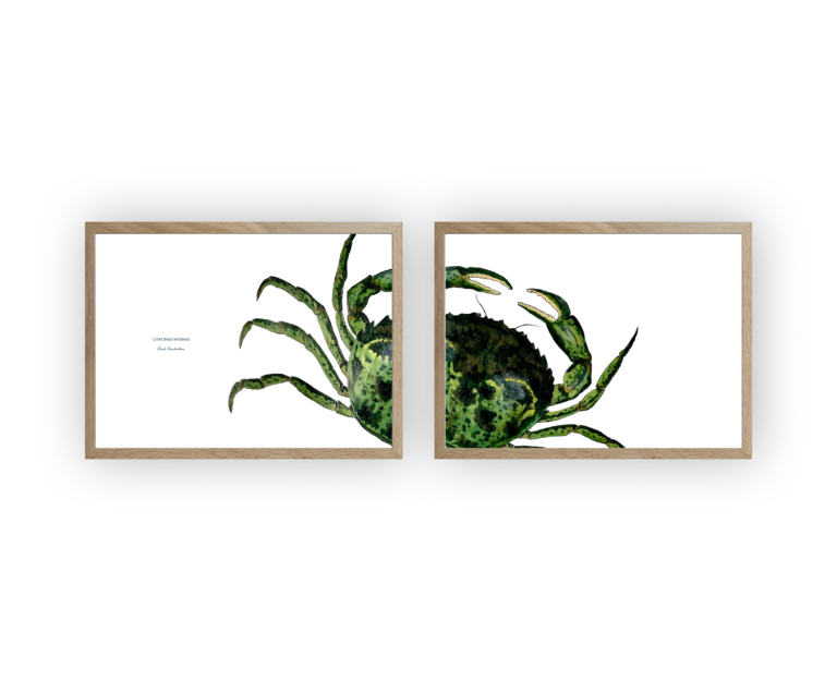 varek.illustrations - Diptyque Crabe vert