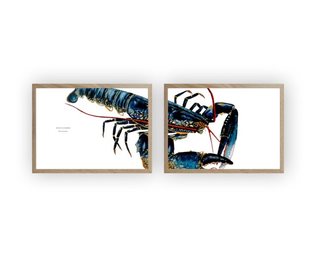 varek.illustrations - Diptyque Homard bleu