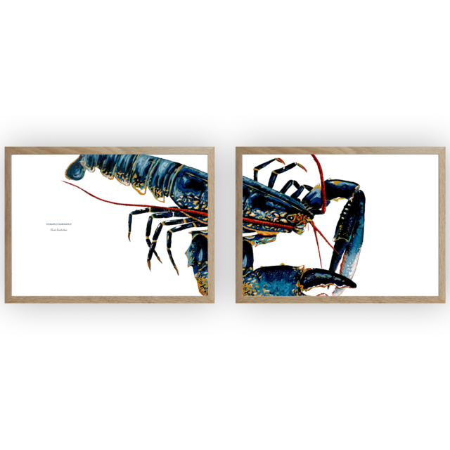 varek.illustrations - Diptyque Homard bleu