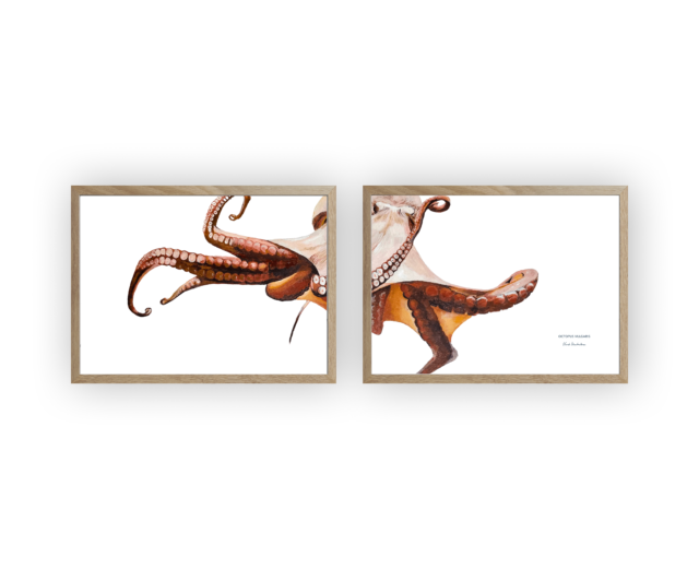 varek.illustrations - Diptyque Poulpe