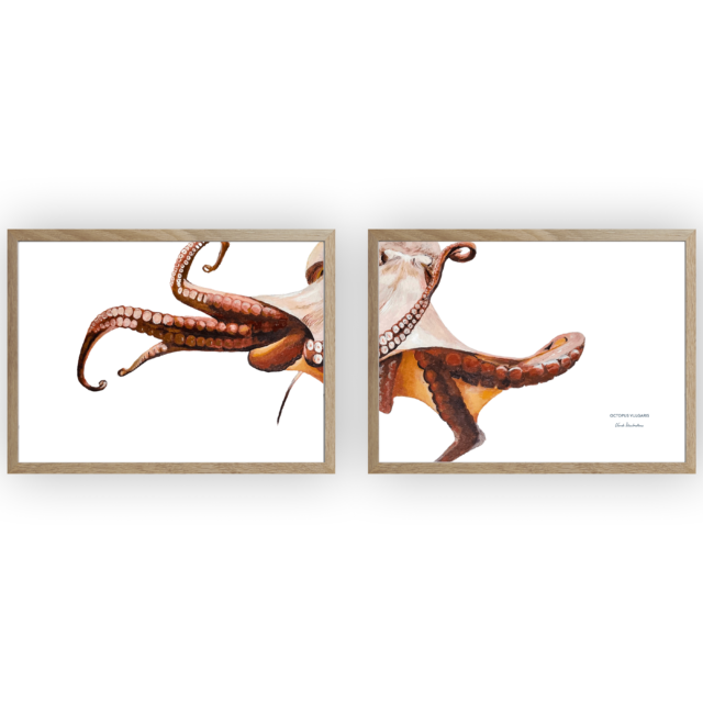 varek.illustrations - Diptyque Poulpe