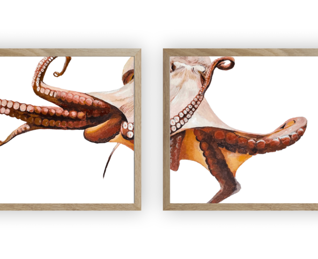 varek.illustrations - Diptyque Poulpe