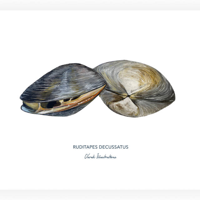 varek.illustrations - Affiche La Palourde