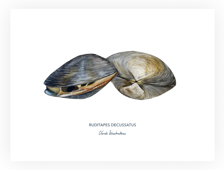 varek.illustrations - Affiche La Palourde