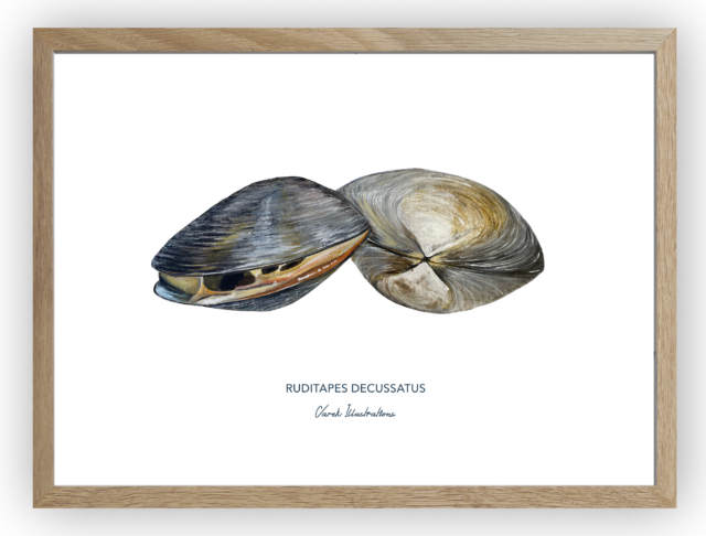 varek.illustrations - Affiche La Palourde