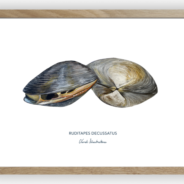 varek.illustrations - Affiche La Palourde