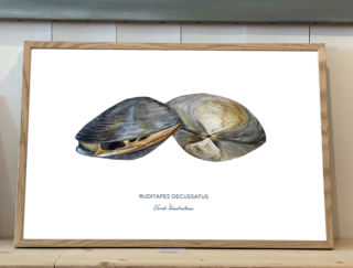 Varek Illustrations - Affiche La Palourde