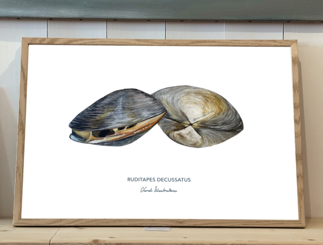 Varek Illustations - Affiche La Palourde