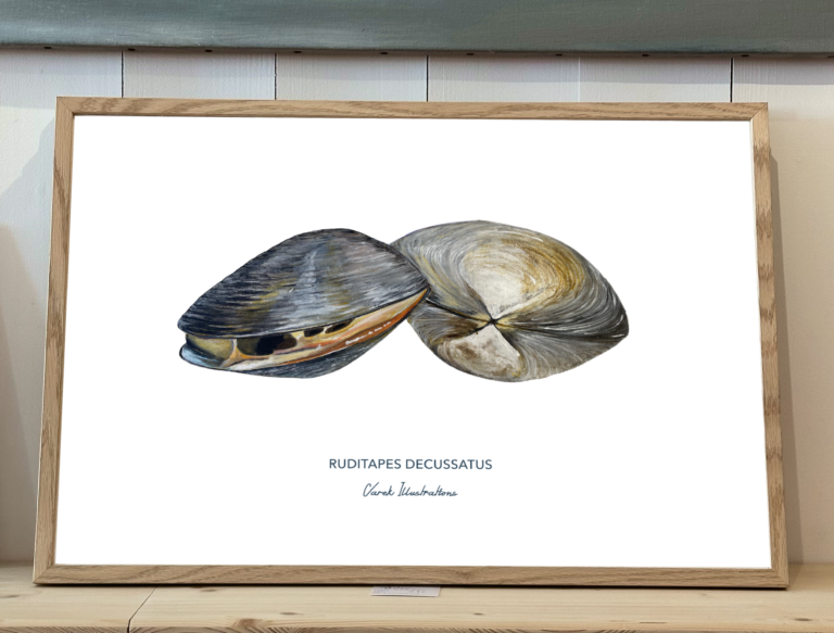 varek.illustrations - Affiche La Palourde