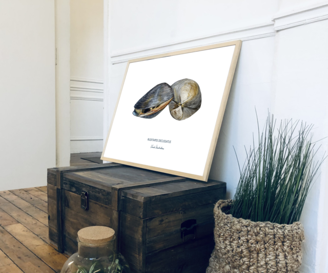 varek.illustrations - Affiche La Palourde