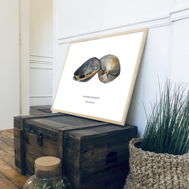 varek.illustrations - Affiche La Palourde