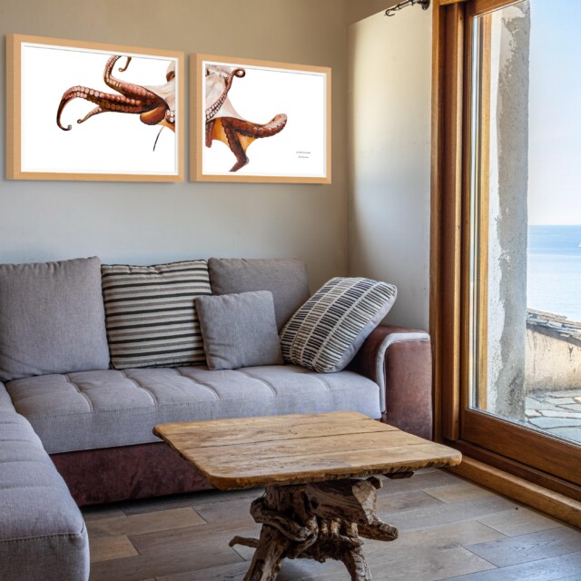 varek.illustrations - Diptyque Poulpe