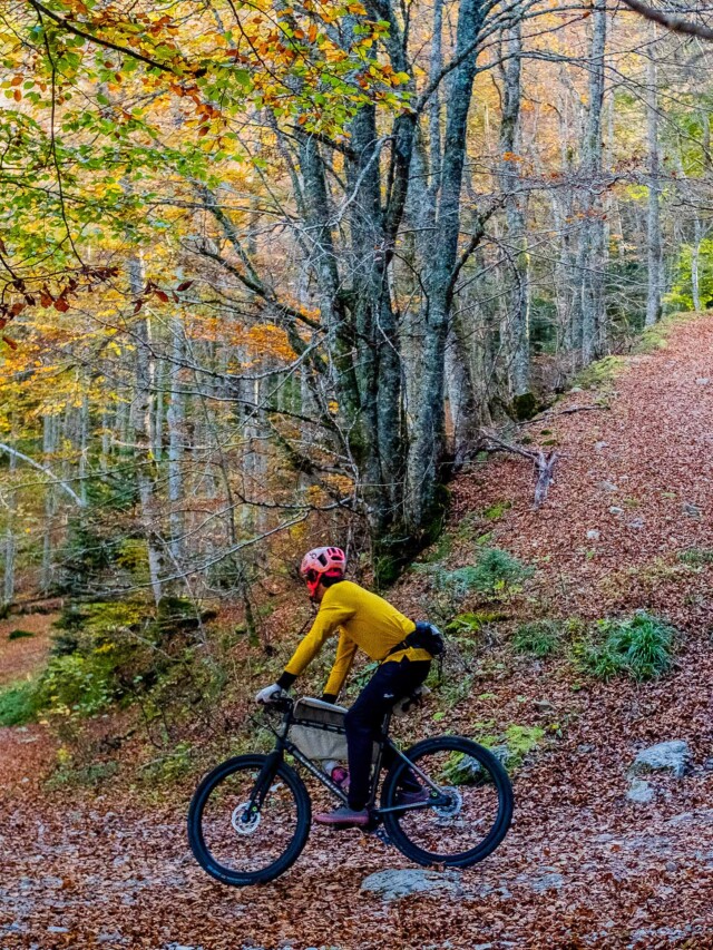 Atelier Velocidade - Gypaète