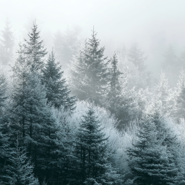 Enez - Diffuseur - Collection « Sapin Givré »