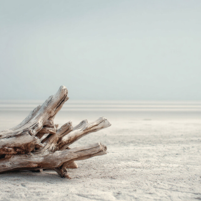 Enez - Bougie - Bois Flotté