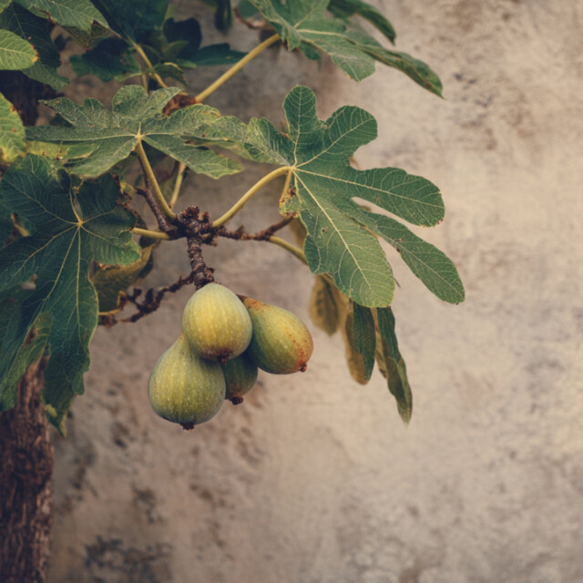 Enez - Bougie - Sous le Figuier