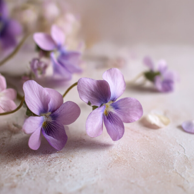 Enez - Recharge - Violette Sauvage