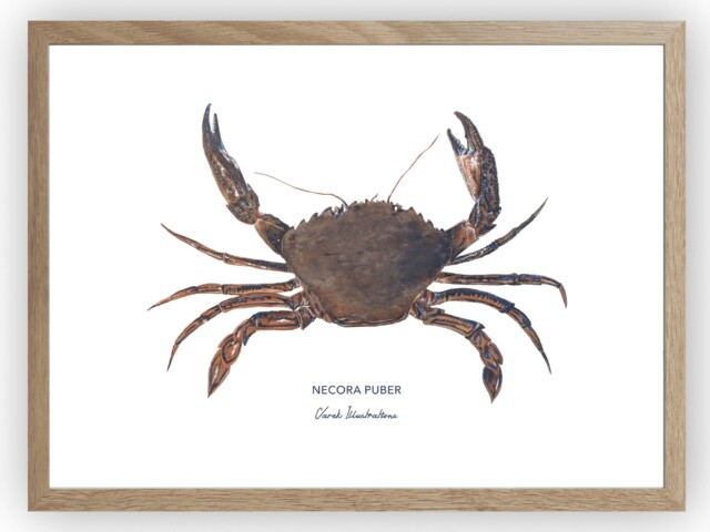 varek.illustrations - Affiche L'Etrille