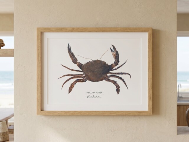 varek.illustrations - Affiche L'Etrille