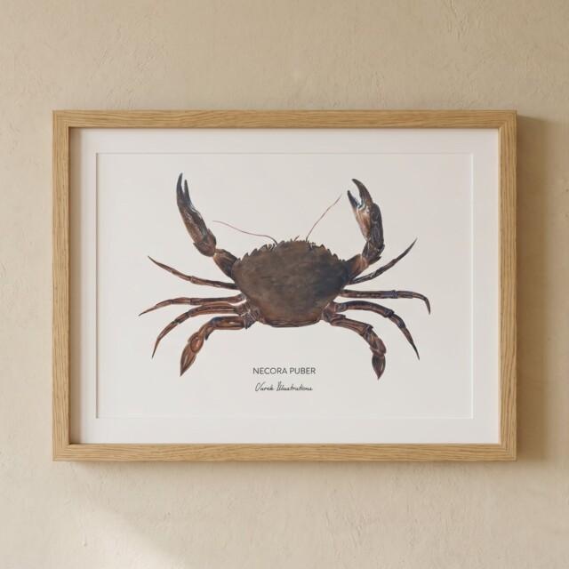 varek.illustrations - Affiche L'Etrille